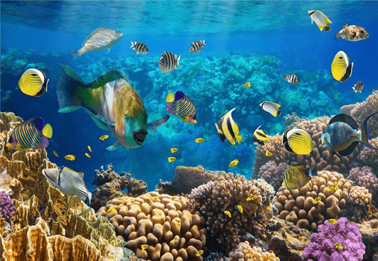 Tropical Fish Undersea Coral Baby Show Photo Booth Backdrops