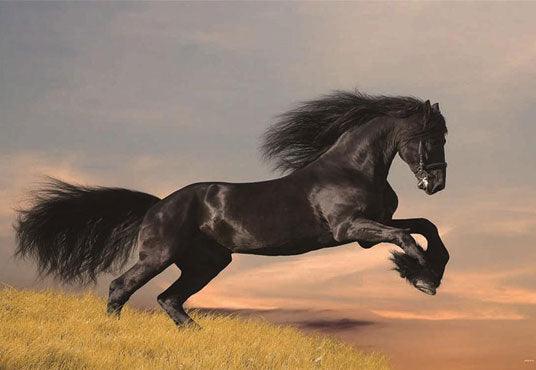 Black Horse Grassland Photography Backdrop