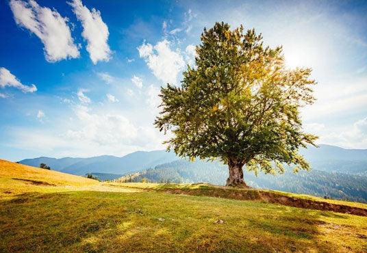 Green Big Tree Backdrop Spring Sunshine Fields Background for Photography