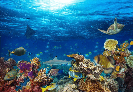 Under Sea Baby Birthday Decor Backdrops