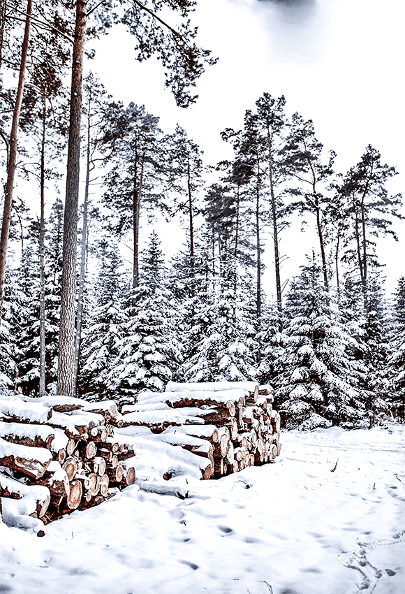 Winter Snow Wood Backdrop Photography photography