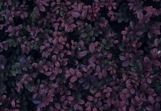 Tropical Plant Leaves Spring Photography Backdrops