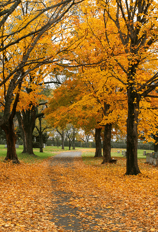 Fall Forest Road Leaves View Backdrop for Photography SBH0191