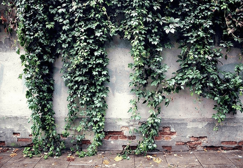 Spring Green Leaves on White Broken Brick Wall Backdrop for Photo Photography