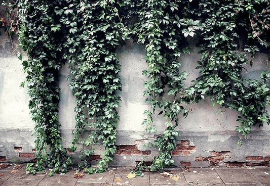 Spring Green Leaves on White Broken Brick Wall Backdrop for Photo Photography