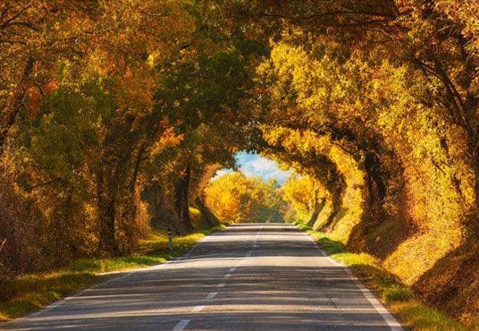Yellow Tree Arch Background Autumn Forest Beautiful Scenery Backdrop