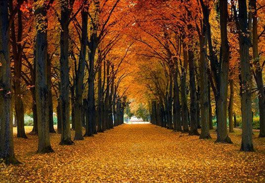 Autumn Forest Covered With Fallen Leaves Rode Backdrop