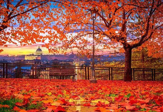 Golden Yellow Leaves Backdrop Autumn Beautiful Scenery Photography Background