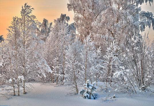 Winter Branches White Snow Cover Tree Photography Backdrop