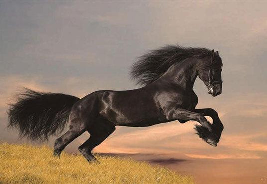 Black Horse Grassland Photography Backdrop