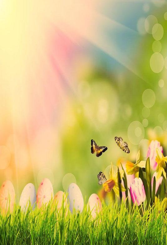Easter Butterfly And Green Grass In Sunshine Bokeh Backdrop For Photo