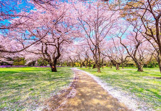 Cherry Blossoms Garden Spring Wedding Backdrops for Photo