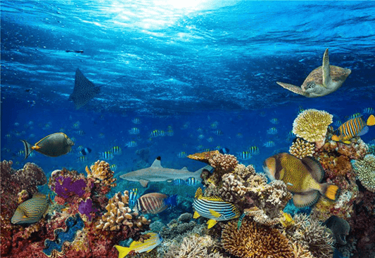 Under Sea Baby Birthday Decor Backdrops