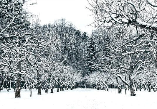 Snow Winter Forest Tree Photo Booth Backdrop Background