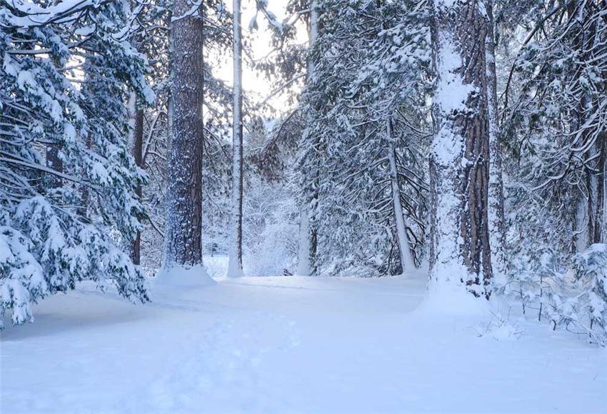 Snow Forest Winter Photo Backdrop for Photography
