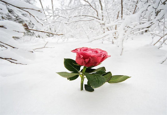 Red Rose Snow Photography Backdrop For Winter