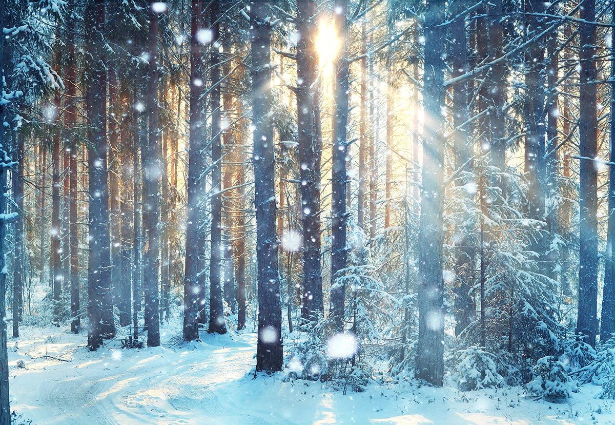 Winter Sunlight Forest Photography Backdrop Christmas Background