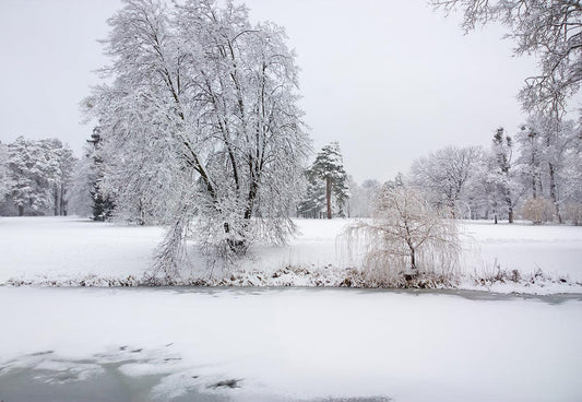 White Snow Tree Photography Backdrop for Winter