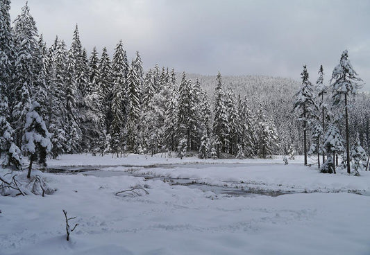 Winter Snow Cover Pine Forest Photography Backdrop