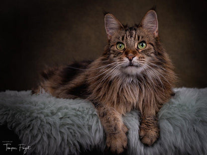 Dark Brown Vintage Abstract Photo Studio Backdrops