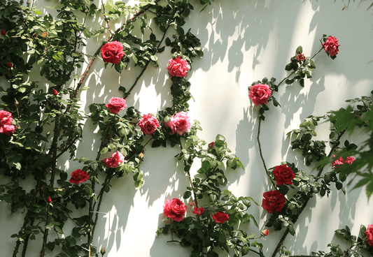 Natural Light Rose Photography Background