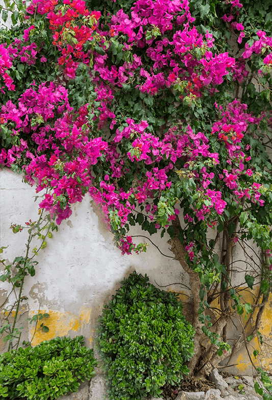 Spring Purple Flowers Backdrop for Photography SBH0361
