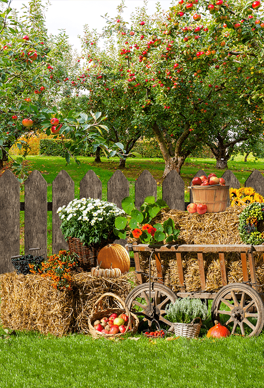 Autumn Harvest Background Rural Photography Backdrop SBH0619