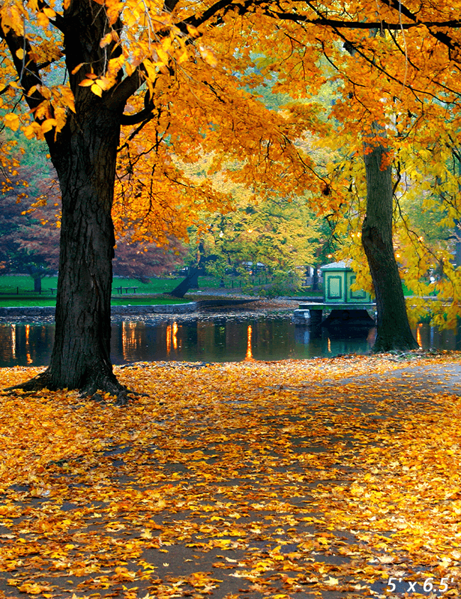 Autumn Leaves Background Backdrop for Photography SBH0634