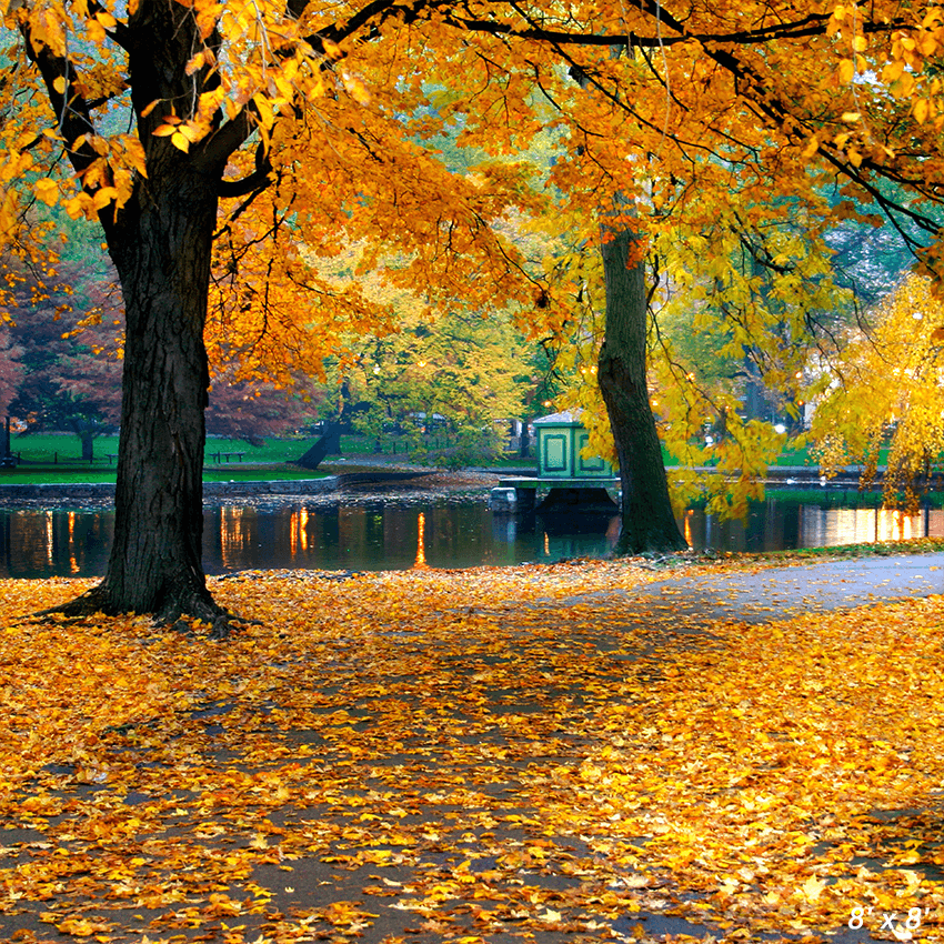 Autumn Leaves Background Backdrop for Photography SBH0634