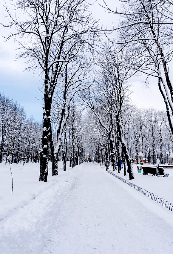 White Winter Snowfield Trees Backdrop For Studio